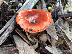 Cortinarius erythraeus