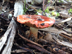 Cortinarius erythraeus