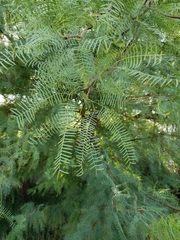 Prosopis glandulosa