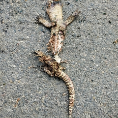 Heloderma exasperatum