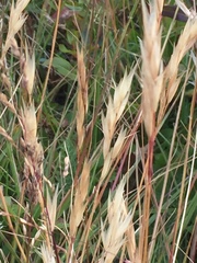 Danthonia intermedia