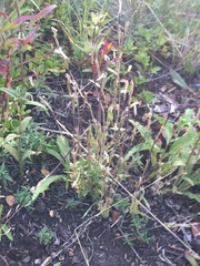 Gentiana prostrata