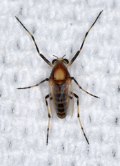 Coelotanypus tricolor