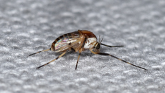 Coelotanypus tricolor