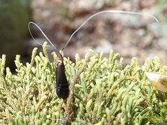 Adela caeruleella