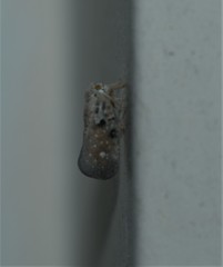 Orientus ishidae