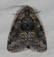 Pseudeustrotia indeterminata