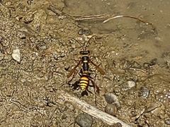 Sceliphron deforme taiwanum