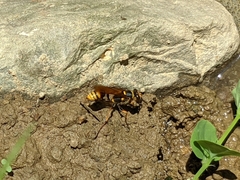 Sceliphron deforme taiwanum