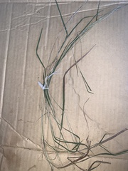 Microlaena stipoides stipoides