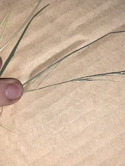 Microlaena stipoides stipoides