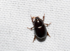 Hybosorus