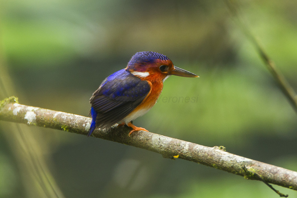 White-Bellied Kingfisher