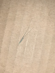 Microlaena stipoides stipoides