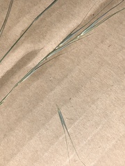 Microlaena stipoides stipoides