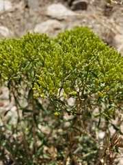 Chrysothamnus