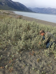 Salix setchelliana