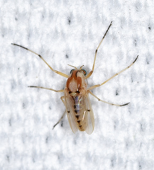 Coelotanypus concinnus