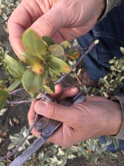 Salix setchelliana