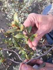Salix setchelliana