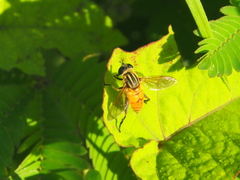 Mesembrius bengalensis