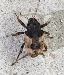 Cryptorhynchus fuscatus