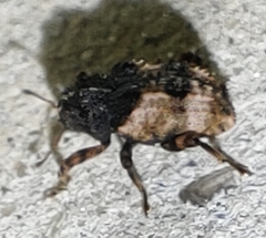 Cryptorhynchus fuscatus