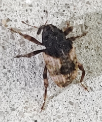 Cryptorhynchus fuscatus