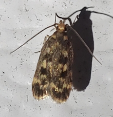 Martyringa latipennis
