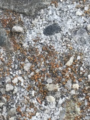 Candelariella aurella