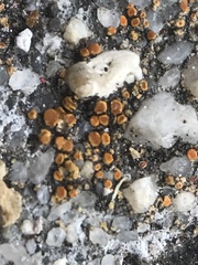 Candelariella aurella