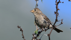Passerina versicolor