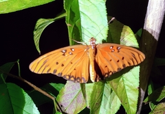 Dione vanillae