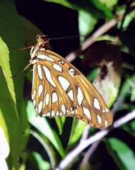 Dione vanillae