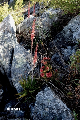 Aloe ibitiensis