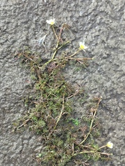 Ranunculus subrigidus