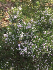 Coleonema pulchellum