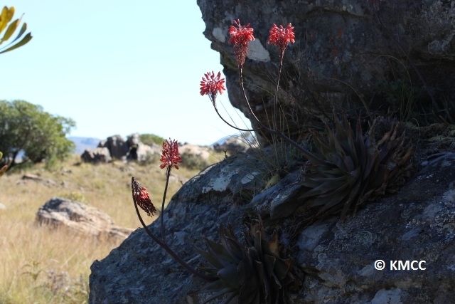 Aloe laeta  iNaturalist