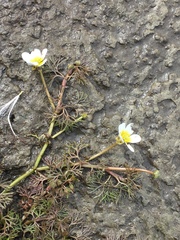 Ranunculus subrigidus