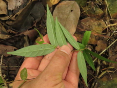 Forsteronia spicata