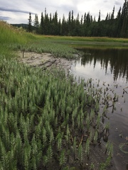 Ranunculus subrigidus