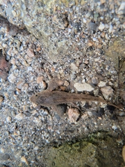 Prickly Sculpin photo 2
