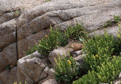 Menzbier's Marmot photo 3
