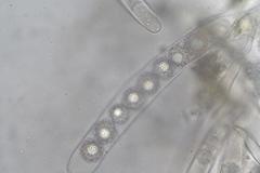 Octospora maireana