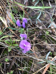 Glycine rubiginosa