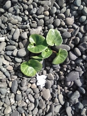 Calystegia soldanella