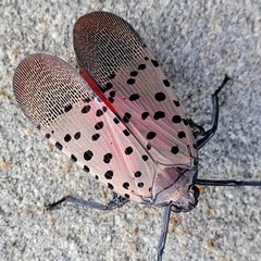 Lycorma delicatula