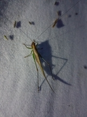 Conocephalus attenuatus