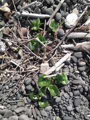 Calystegia soldanella