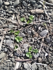 Calystegia soldanella